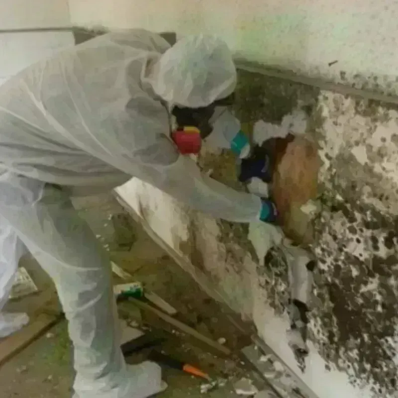 Mold Remediation and Removal in Nelson, GA